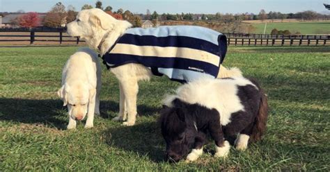 Meet Chanel, The Tiny Horse That Is Smaller Than Her Dog Family